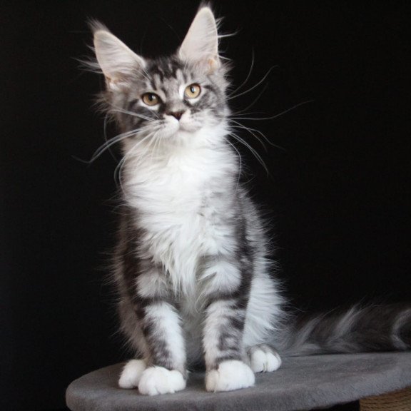 Maine Coon JBM Nana