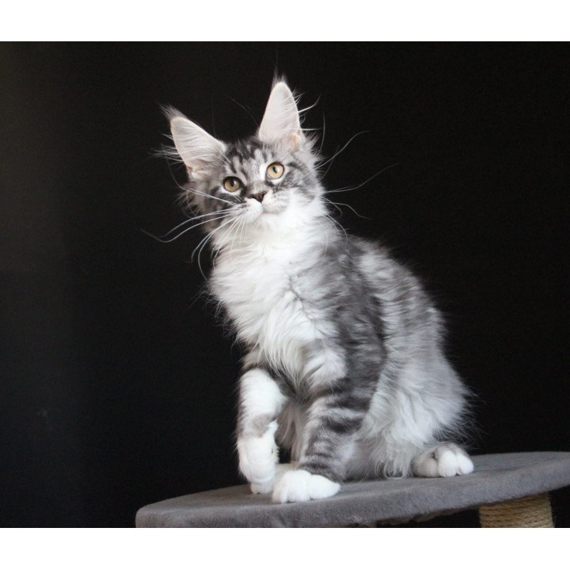 Maine Coon JBM Nana