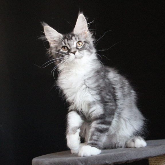 Maine Coon JBM Nana