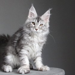 Maine Coon JBM Olala
