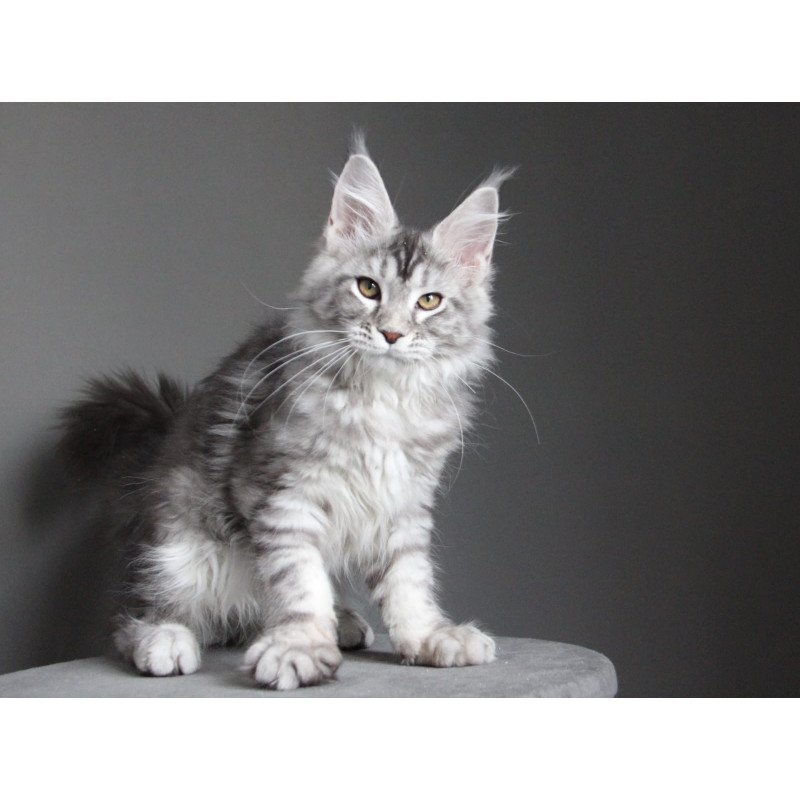 Maine Coon JBM Olala