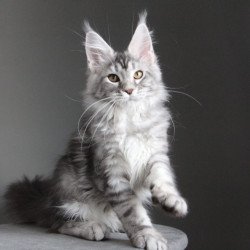 Maine Coon JBM Olala