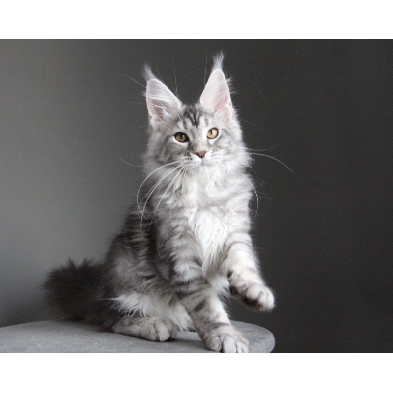 Maine Coon JBM Olala