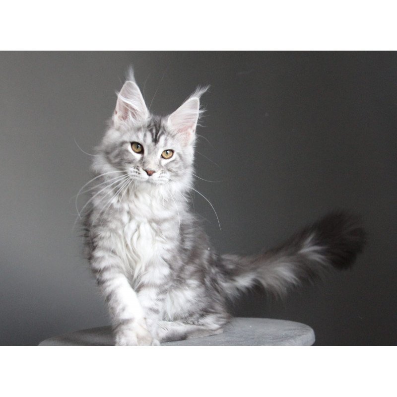 Maine Coon JBM Olala