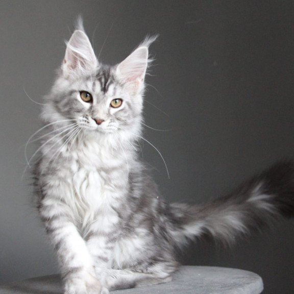 Maine Coon JBM Olala