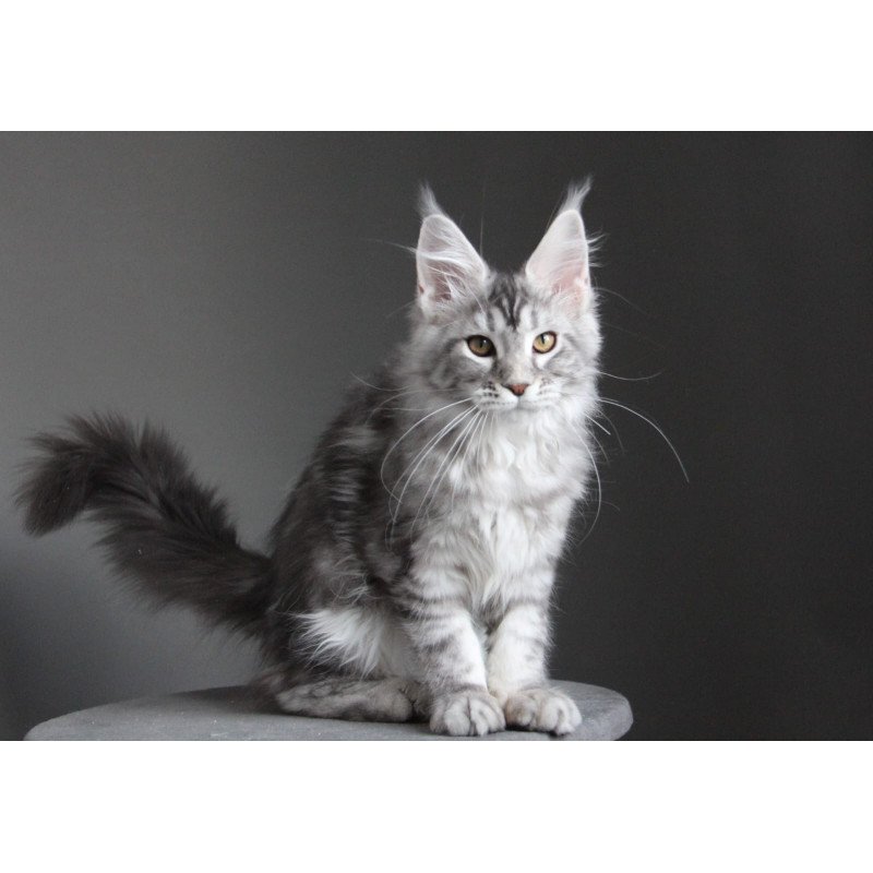 Maine Coon JBM Olala