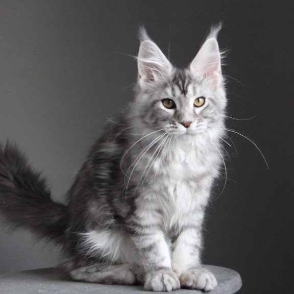 Maine Coon JBM Olala
