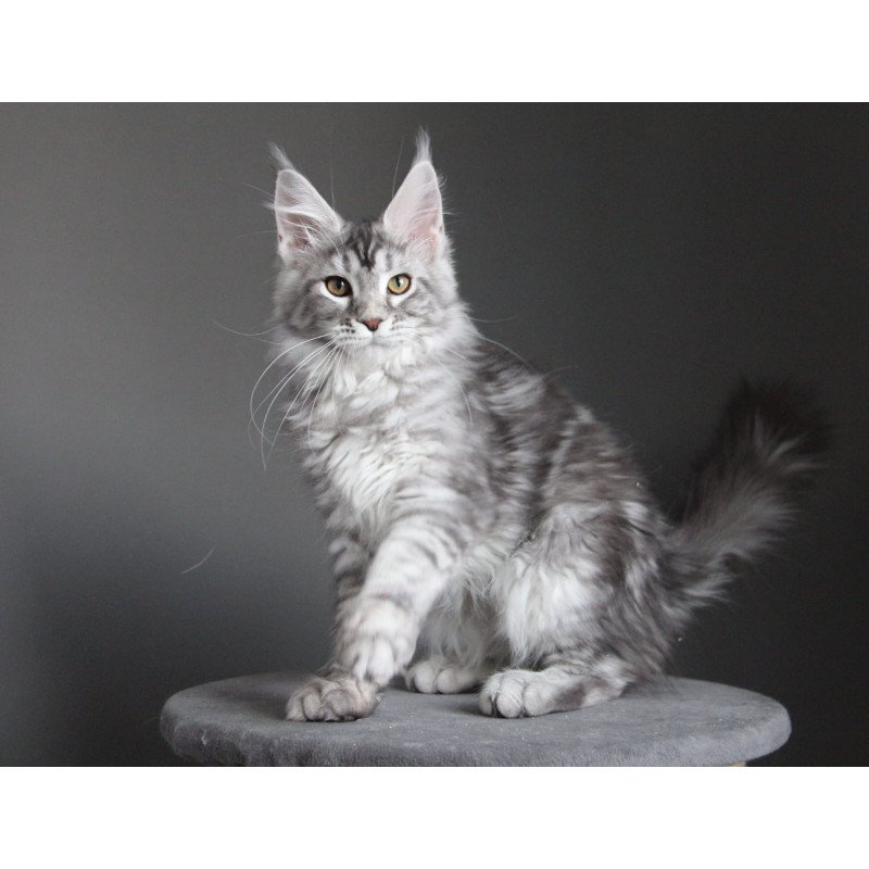 Maine Coon JBM Olala