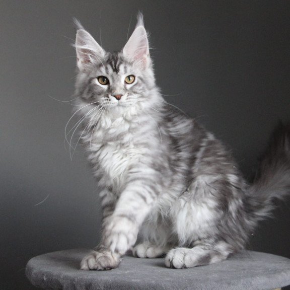 Maine Coon JBM Olala