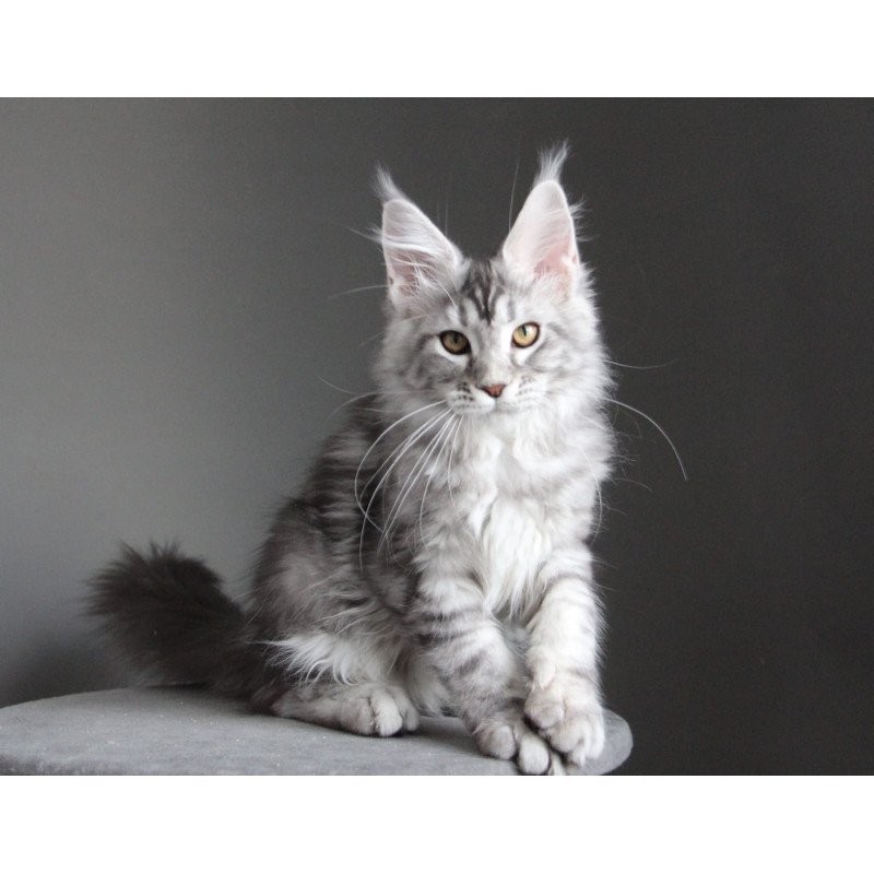 Maine Coon JBM Olala