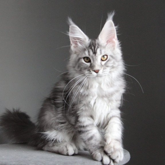 Maine Coon JBM Olala