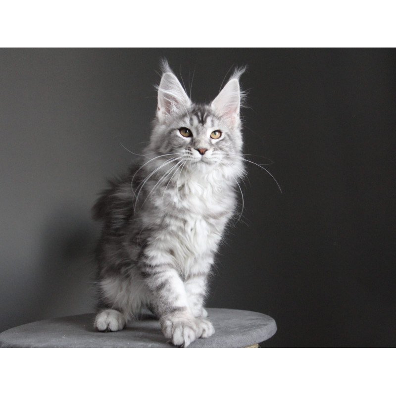Maine Coon JBM Olala