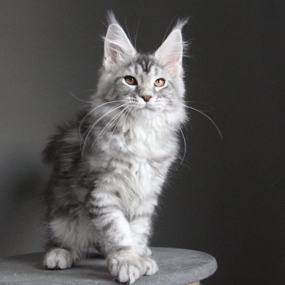 Maine Coon JBM Olala