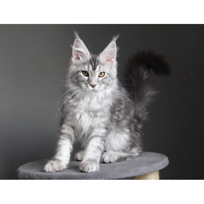 Maine Coon JBM Olala