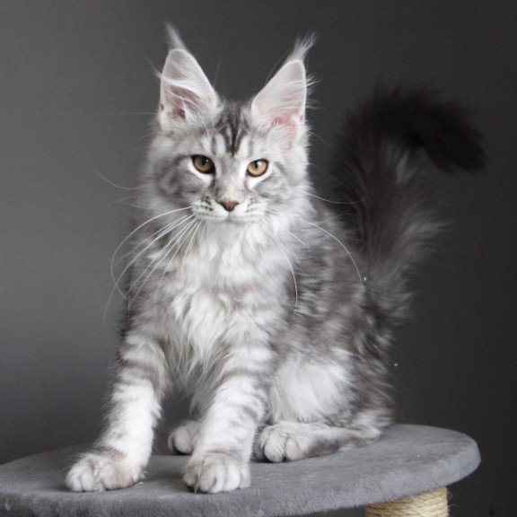 Maine Coon JBM Olala