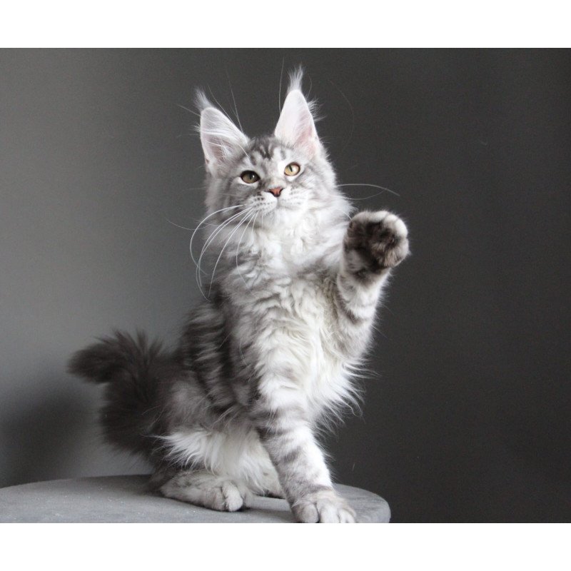 Maine Coon JBM Olala