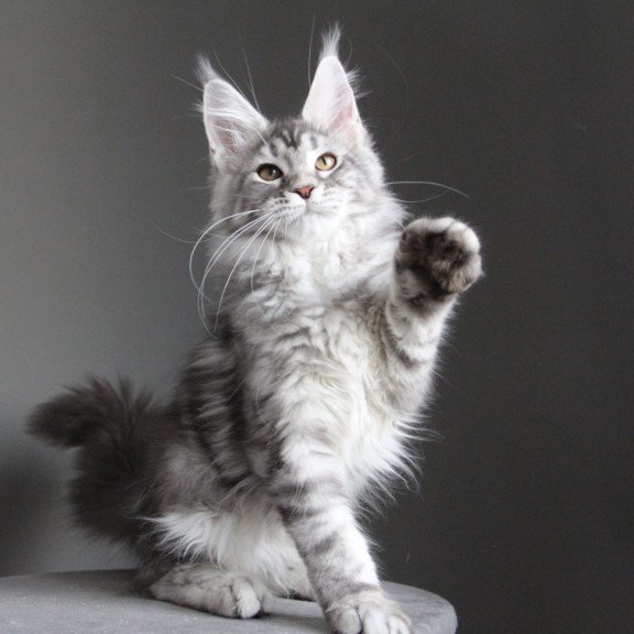 Maine Coon JBM Olala