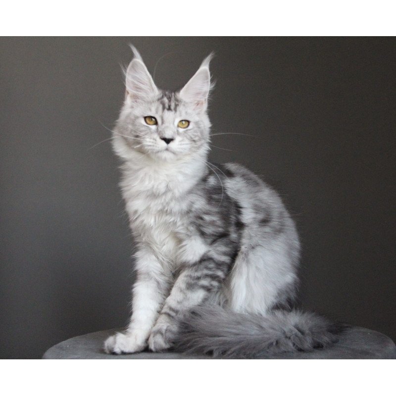 Maine Coon JBM Omega