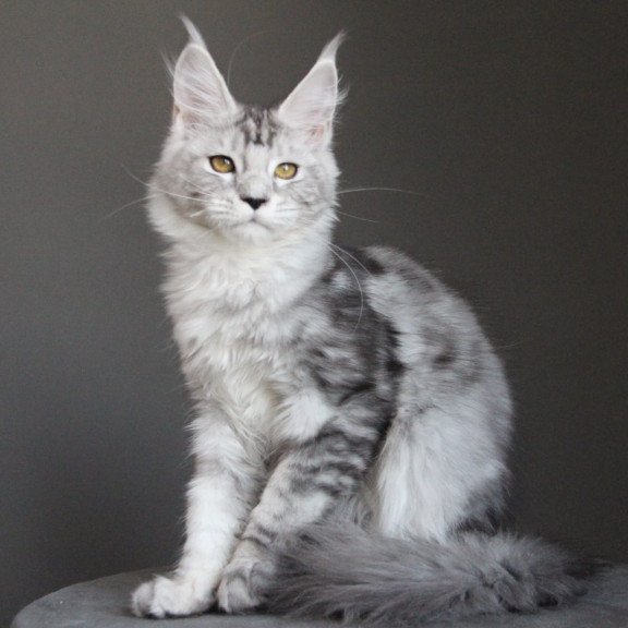 Maine Coon JBM Omega