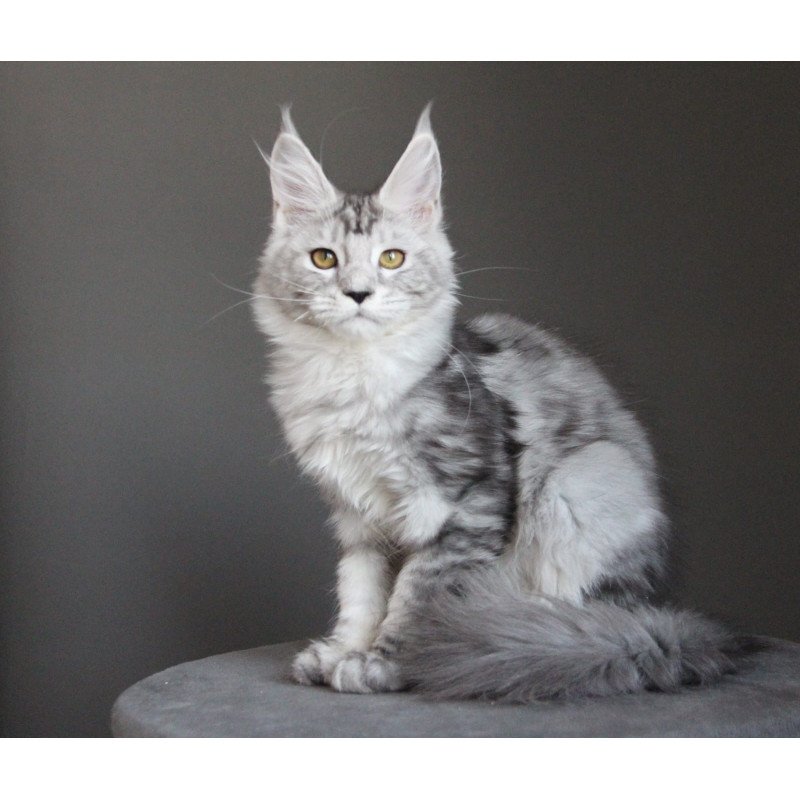 Maine Coon JBM Omega