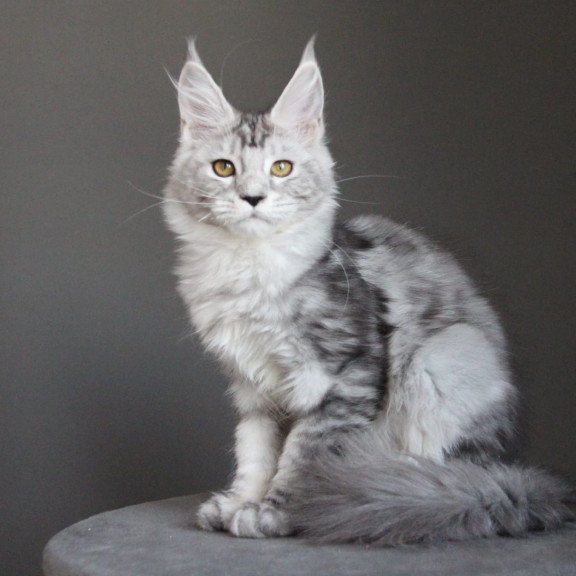 Maine Coon JBM Omega