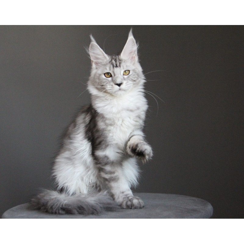 Maine Coon JBM Omega