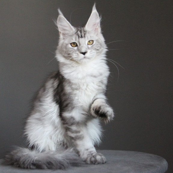 Maine Coon JBM Omega