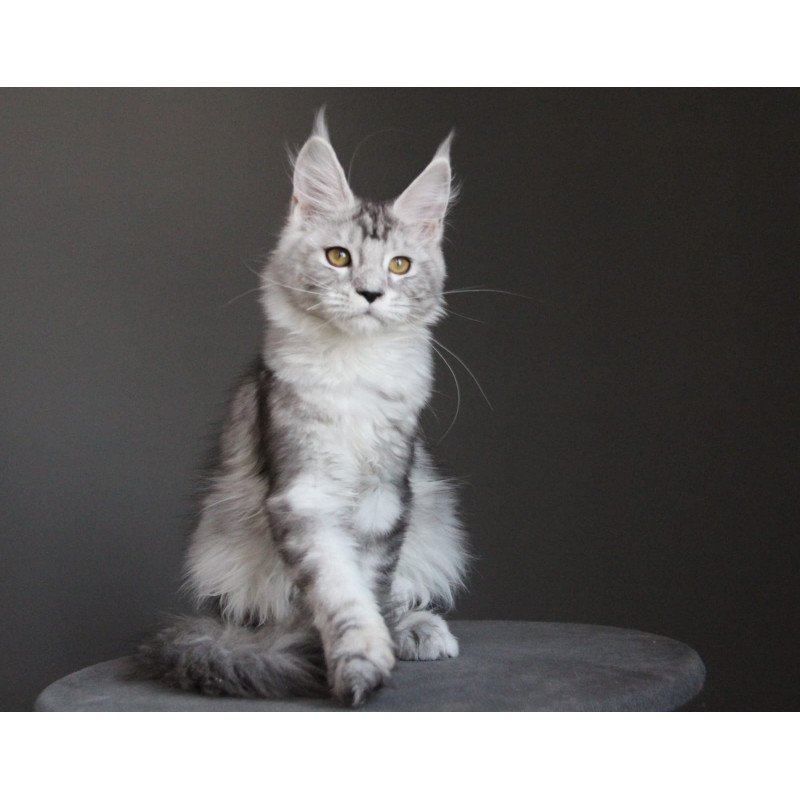 Maine Coon JBM Omega