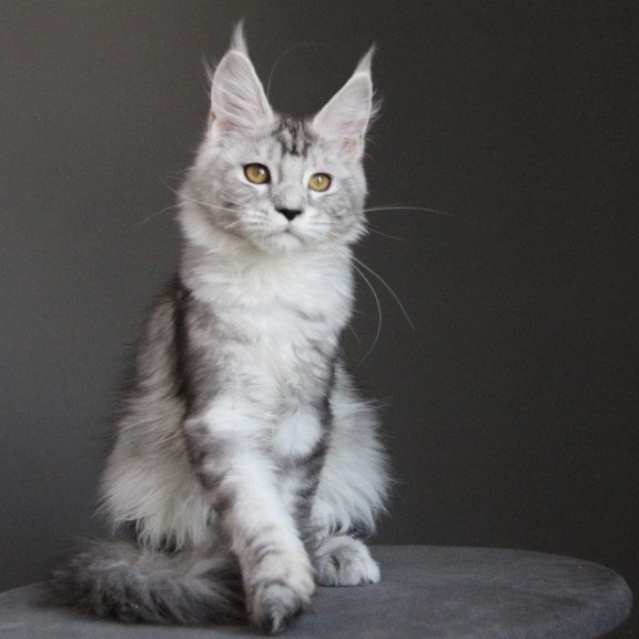 Maine Coon JBM Omega