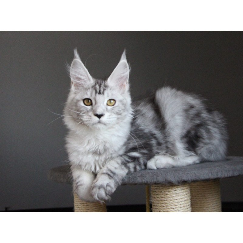 Maine Coon JBM Omega