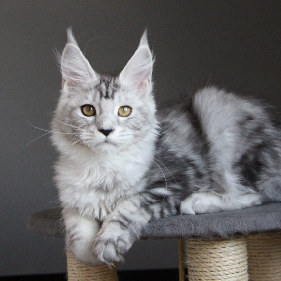 Maine Coon JBM Omega