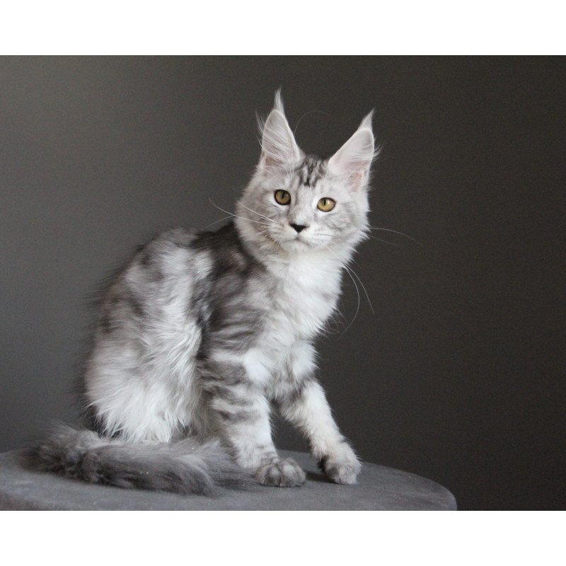 Maine Coon JBM Omega