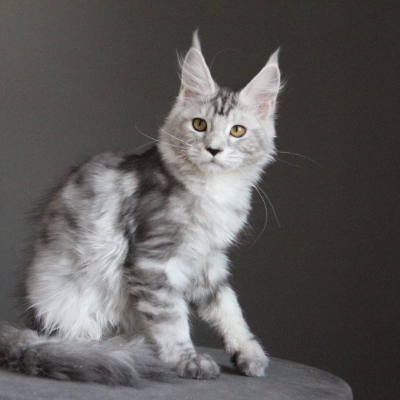 Maine Coon JBM Omega