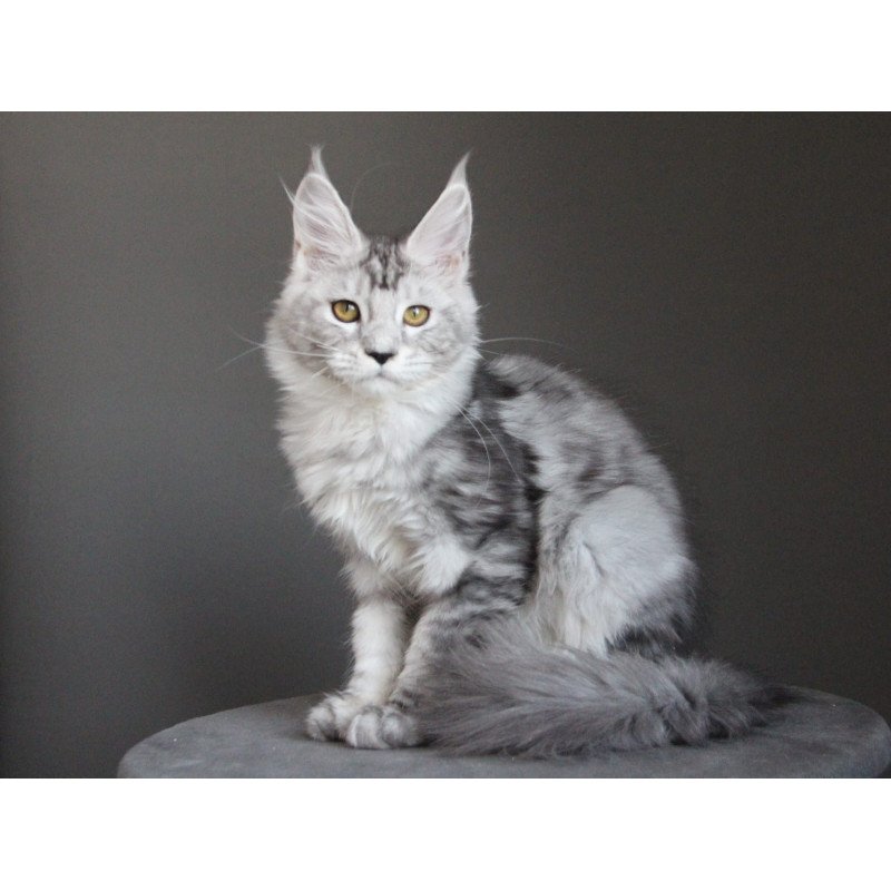 Maine Coon JBM Omega
