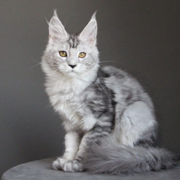 Maine Coon JBM Omega