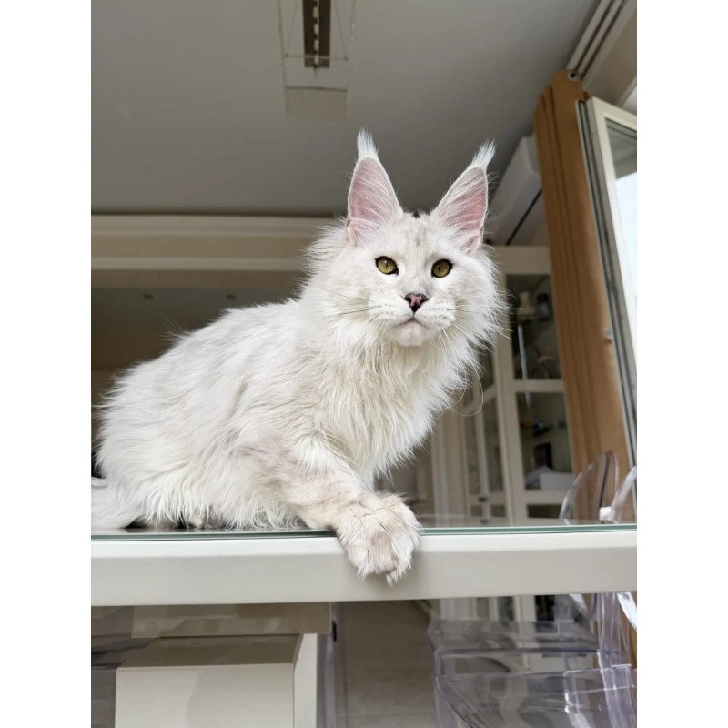 Maine Coon JBM Oskar
