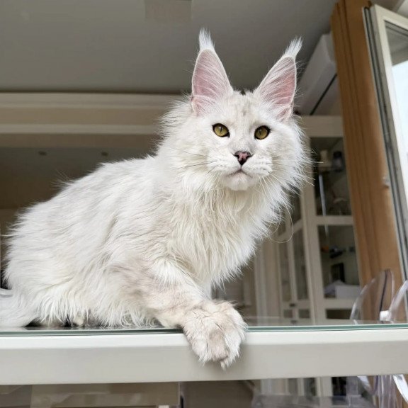 Maine Coon JBM Oskar