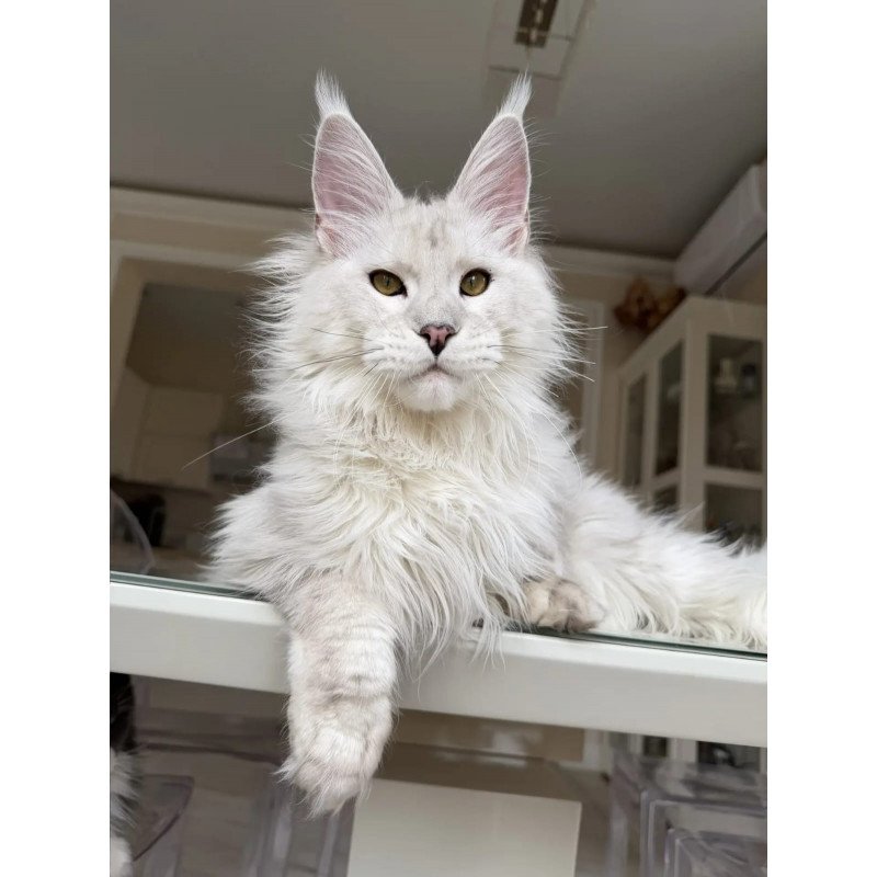 Maine Coon JBM Oskar