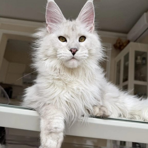 Maine Coon JBM Oskar