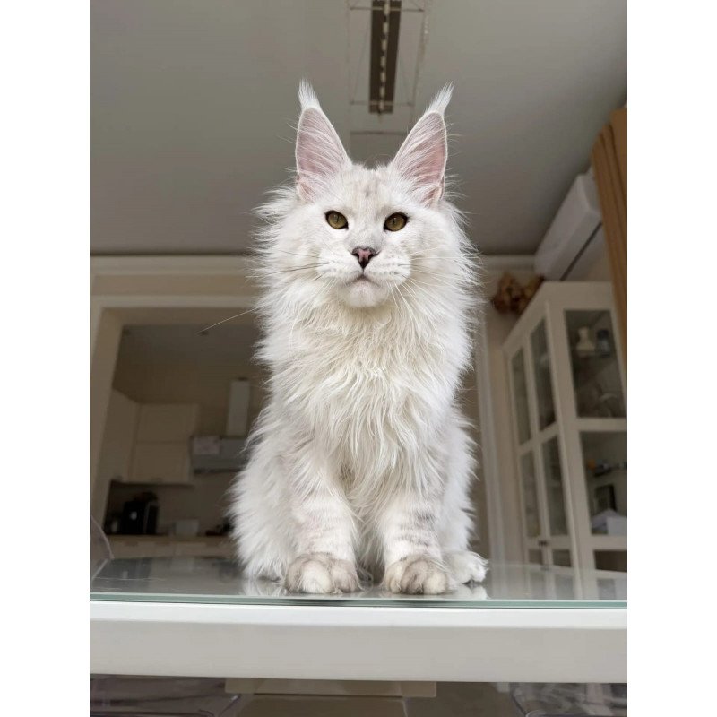 Maine Coon JBM Oskar