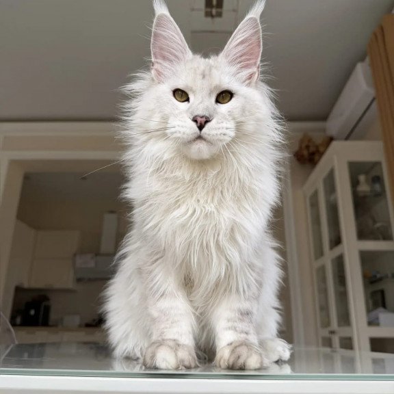 Maine Coon JBM Oskar