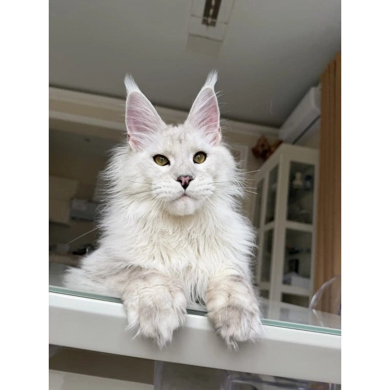 Maine Coon JBM Oskar