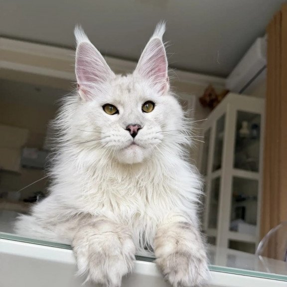 Maine Coon JBM Oskar