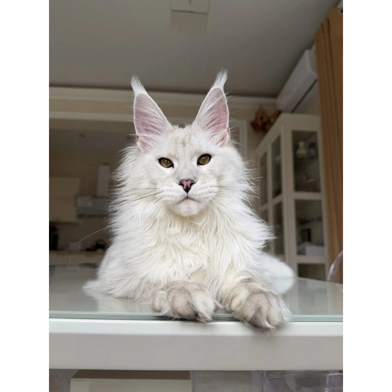 Maine Coon JBM Oskar
