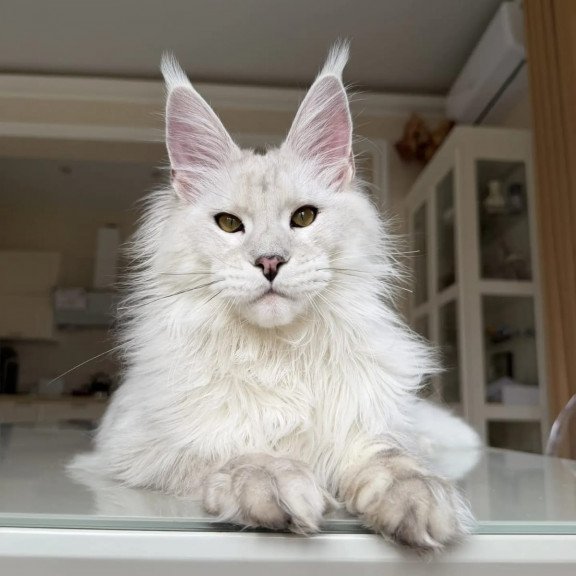 Maine Coon JBM Oskar