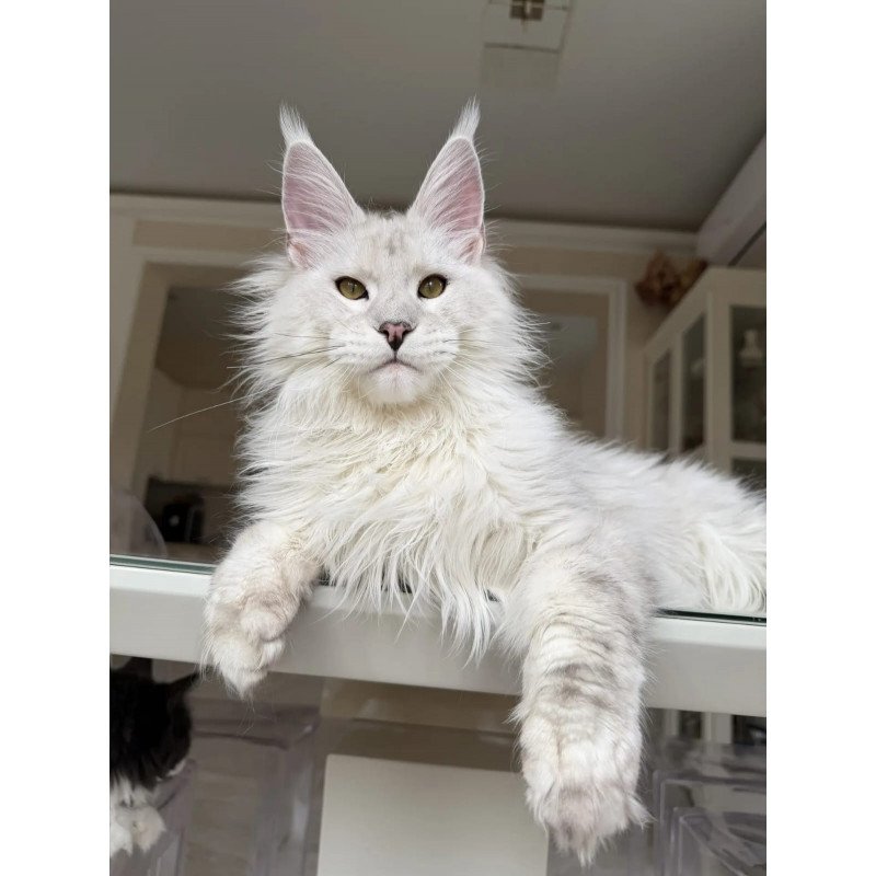 Maine Coon JBM Oskar