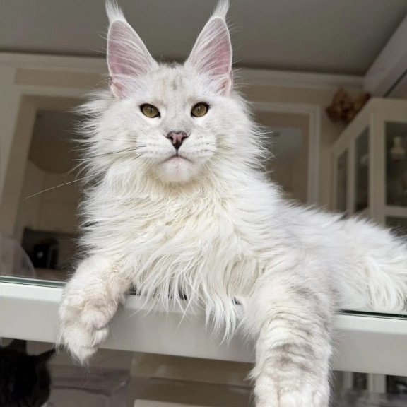 Maine Coon JBM Oskar