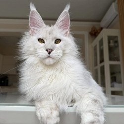 Maine Coon JBM Oskar
