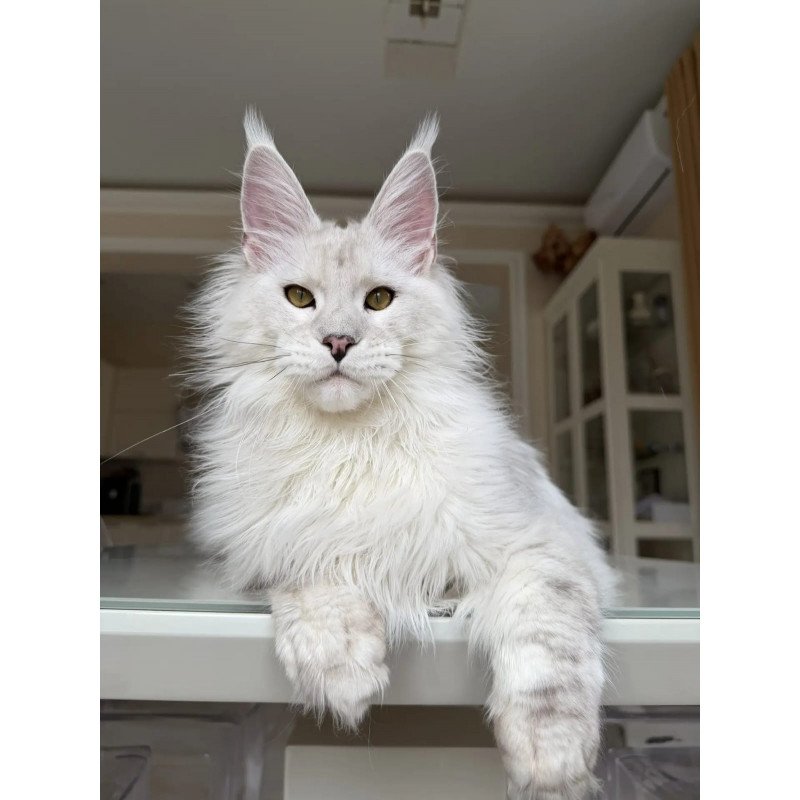 Maine Coon JBM Oskar