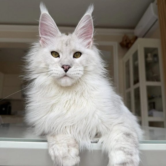 Maine Coon JBM Oskar